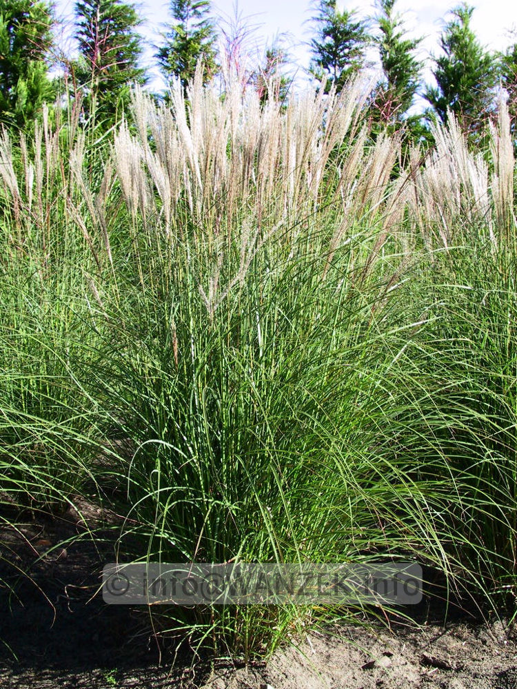 Miscanthus sinensis Kleine Silberspinne 02b.jpg